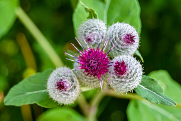 Beautiful growing flower root burdock thistle on background meadow