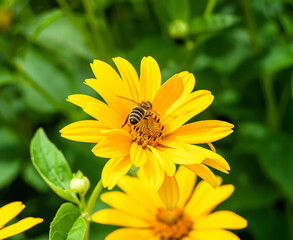 Beautiful wild flower winged bee on background foliage meadow