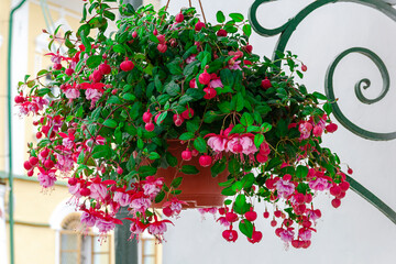 Pink fuchsia flowers (lat. Fuchsia) in a pot on the street. Design and decoration. - obrazy, fototapety, plakaty