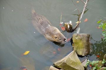 Nutria swims in the lake