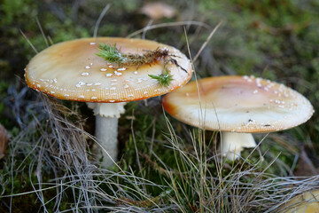 Inedible mushrooms in the forest