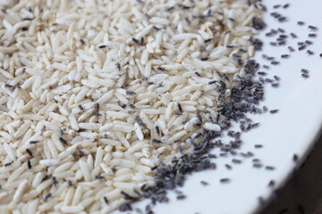 Rice weevil on rice. Close-up of rice weevil (Sitophilus oryzae) on raw rice in a plate which is a pest of rice that destroys many grains with copy space. selective focus
