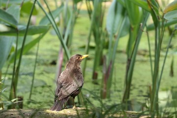 Chinese Blackbird