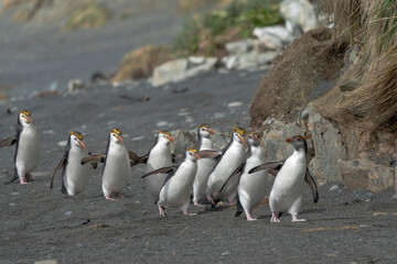 Royal Penguins (Eudyptes schlegeli)
