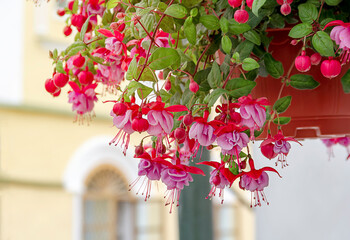Pink fuchsia in a pot. (lat. Fuchsia) Street decoration. - obrazy, fototapety, plakaty