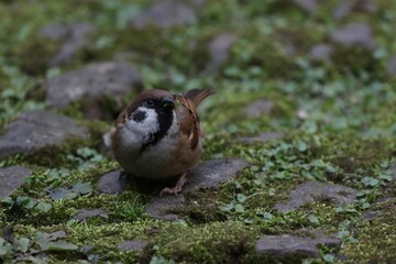 Tree Sparrow