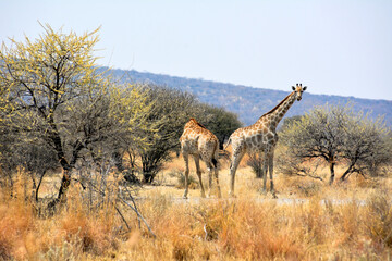 Two giraffes between trees in the Namibian savannah. African continent. The wild nature