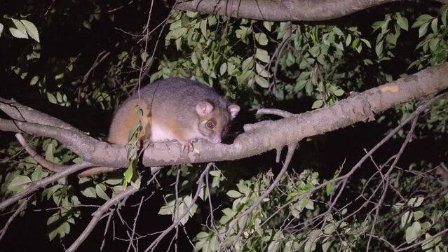 a night shot of an eastern ringtail possum on the branch of a tree in the suburbs of the central coast of nsw, australia
