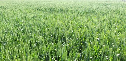Fototapeta premium wheat