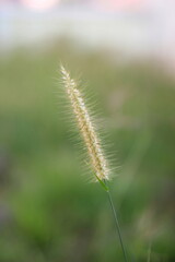 Grass flower in the meadow, soft focus and shallow depth of field.