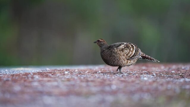 Scaly-breasted Partridge ,Bird watching in forest