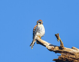 Wild male Southeastern American Kestrel - Falco sparverius - perched on tree snag hunting from above.