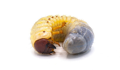 Larval grub worm form of smooth ox beetle - Strategus aloeus -  isolated on white background....