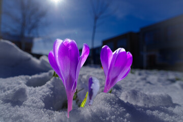 crocusses in snow