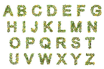 Alphabet made from avocado fruits, 3D illustration