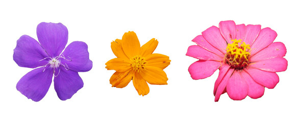 set of flowers purple, yellow and pink isolated on white