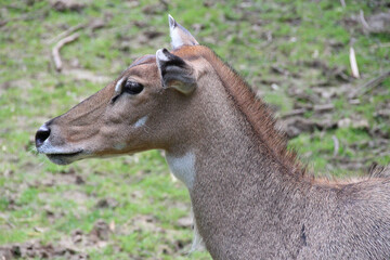 nilgai in a zoo in france 