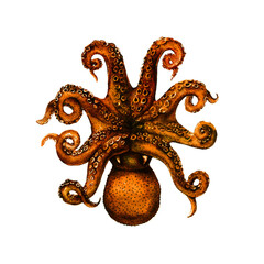 Octopus realistic botanical illustration on white background. Artwork for tattoo, printing, fabric, textile, manufacturing, wallpapers.