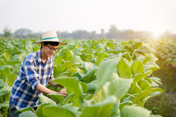 farmers asian and tobacco farming.