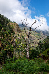 Dead crooked tree in mountains.