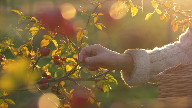 Bask in the warmth of the sunlit garden as an elderly woman carefully harvests rose hips for her homegrown remedies. Shot in 4K high quality, this video emphasizes the beauty of nature's bounty