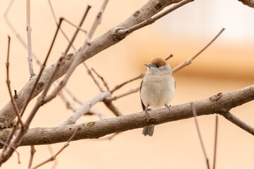 female Eurasian Blackcap perched on a tree branch