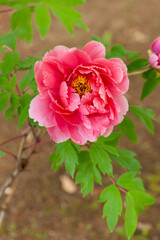 Obraz premium 牡丹