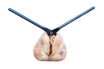 Selective focus brown coconut is being peeled isolated on cutout PNG. Black iron bars are combination pliers peel dried coconut. Peel coconuts was very difficult. Concept of local in Thailand.