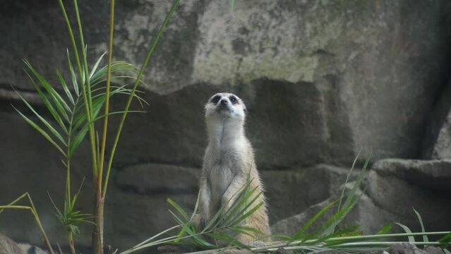 mongoose standing in the wild