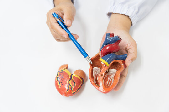 Teacher hand with heart model pointing heart anatomy human body model on white background.Part of human body model with organ system for health student study in university.Human heart model.