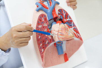 Doctor hand pointing lung and heart anatomy human model .Part of human body model with organ system...