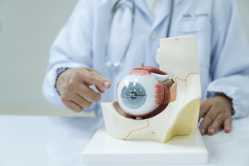 Ophthalmologist hand pointing eye anatomy human model on white background.Part of human body model...