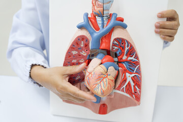 Doctor hand pointing lung and heart anatomy human model .Part of human body model with organ system...