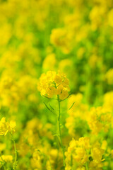 Obraz premium 菜の花畑