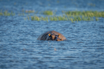 Hippo stands in shallow river turning head