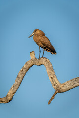 Hamerkop on dead tree against blue sky