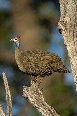 Helmeted guineafowl on dead tree in sunshine