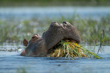 Hippo eats grass in river in sunshine - Powered by Adobe