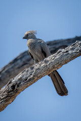 Obraz premium Grey go-away-bird on dead branch in sunshine