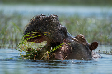 Hippo chews grass in river in sunshine