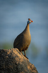 Helmeted guineafowl on termite mound at dawn