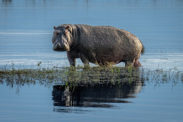 Hippo stands on island looking towards riverbank