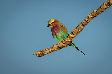 Lilac-breasted roller cocks head on dead branch