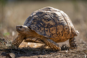 Leopard tortoise walks over grass in sunshine
