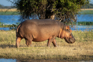 Hippo walks on grassy island in sunshine