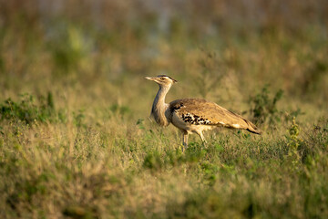 Kori bustard walks through grass watching camera