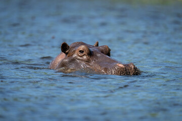 Fototapeta premium Hippo in river watching camera in sunshine