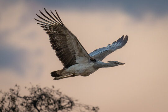 Kori bustard flies past with beak open