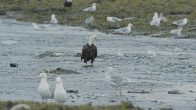 Eagles and seagulls feast on the river. Schools of salmon swim back to spawn. ExplorinThe Life Cycle of Salmon and Their Predators in Alaska. USA., 2017