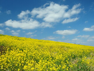 菜の花満開の春の江戸川土手と青空風景